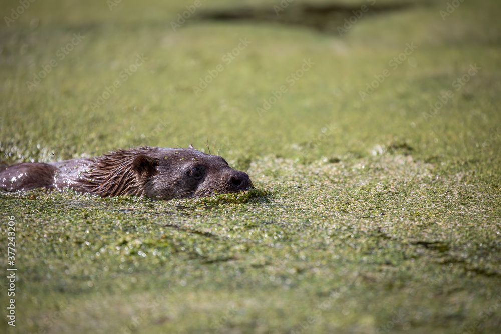 european otter, detail of head seen above surface of green water on a pond during a sunny day.