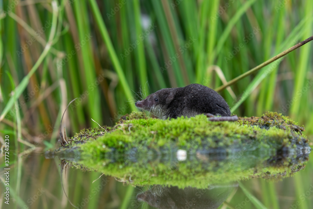 water shrew, close up detail of face and snout while sat on a mossy river bank with reed background.