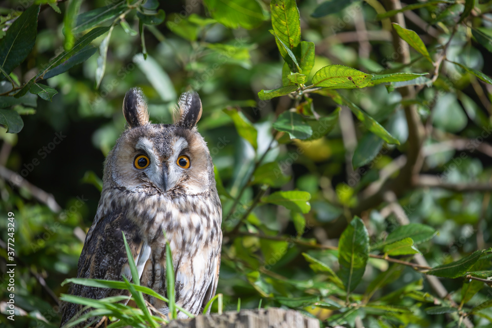 long-eared owl close up scene while perched on a stumped surrounded by leafy branches.