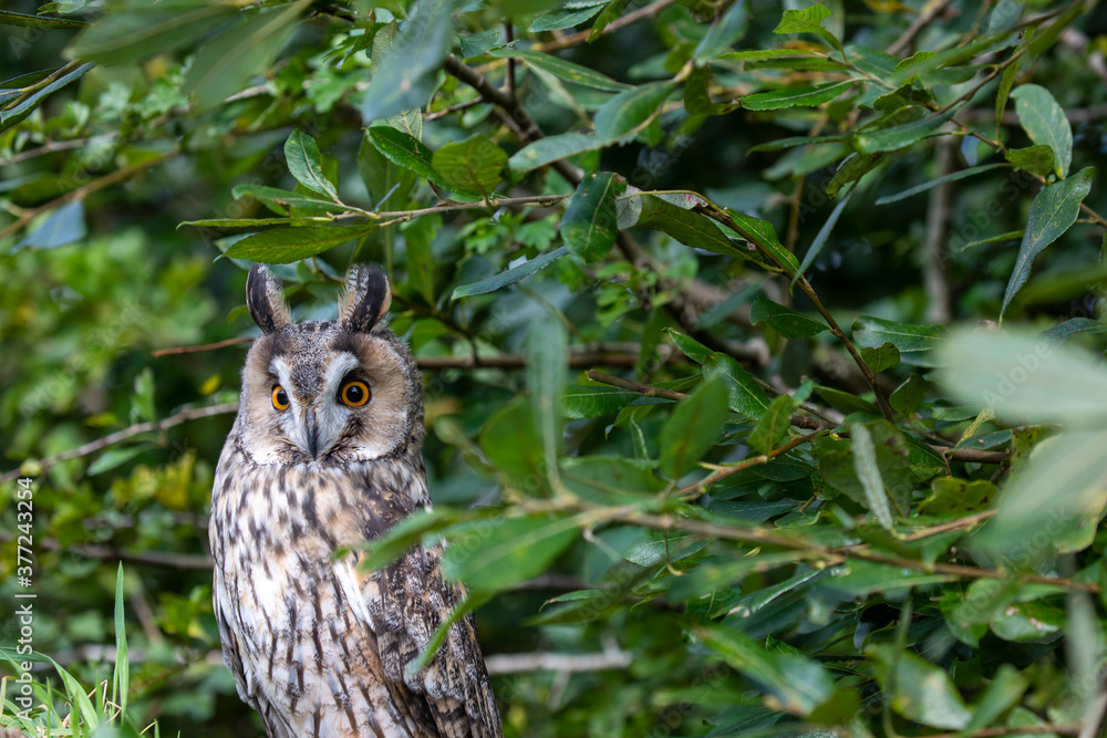 long-eared owl close up scene while perched on a stumped surrounded by leafy branches.
