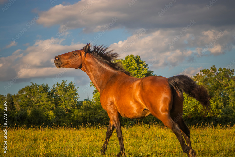 Fototapeta premium red horse in the field blue sky white clouds, black mane, running,