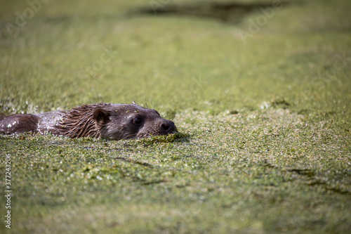 Obraz na płótnie european otter, detail of head seen above surface of green water on a pond during a sunny day. w salonie