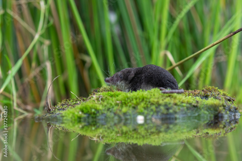Obraz na płótnie water shrew, close up detail of face and snout while sat on a mossy river bank with reed background. w salonie