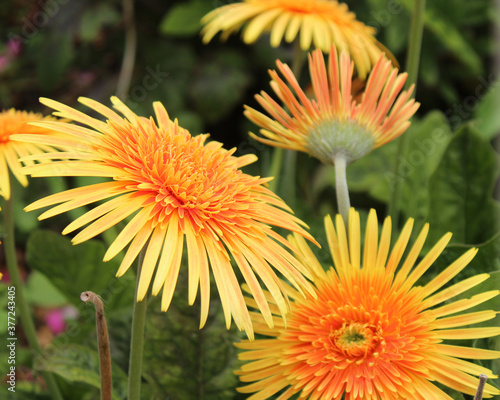 Stunning Gerbera jamesonii  Desert Sands  a species of flowering plant in the genus Gerbera or Transvaal Daisy from Africa with double bright yellow orange centered ray florets is a beautiful plant.