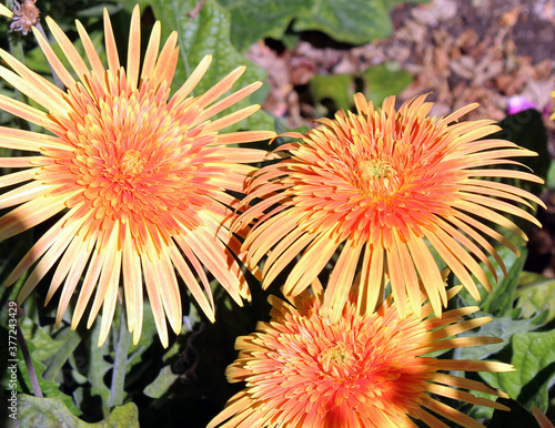 Stunning Gerbera jamesonii  Desert Sands  a species of flowering plant in the genus Gerbera or Transvaal Daisy from Africa with double bright yellow orange centered ray florets is a beautiful plant.