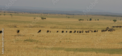 Landscape in the Masai Mara of Kenya Africa
