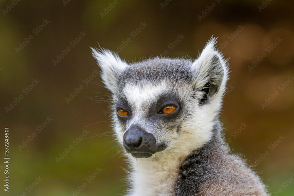 Fototapeta premium lemur katta (Lemur catta)