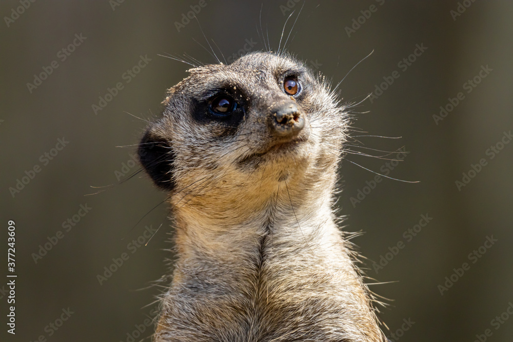 Fototapeta premium suricate (Suricata suricatta)