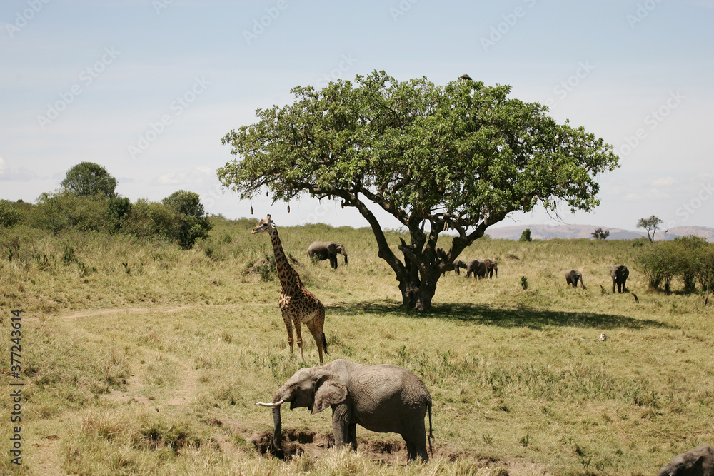Naklejka premium African Landscape in Kenya