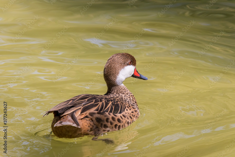 White-cheeked pintail (Anas bahamensis) White-cheeked pintail (Anas bahamensis)