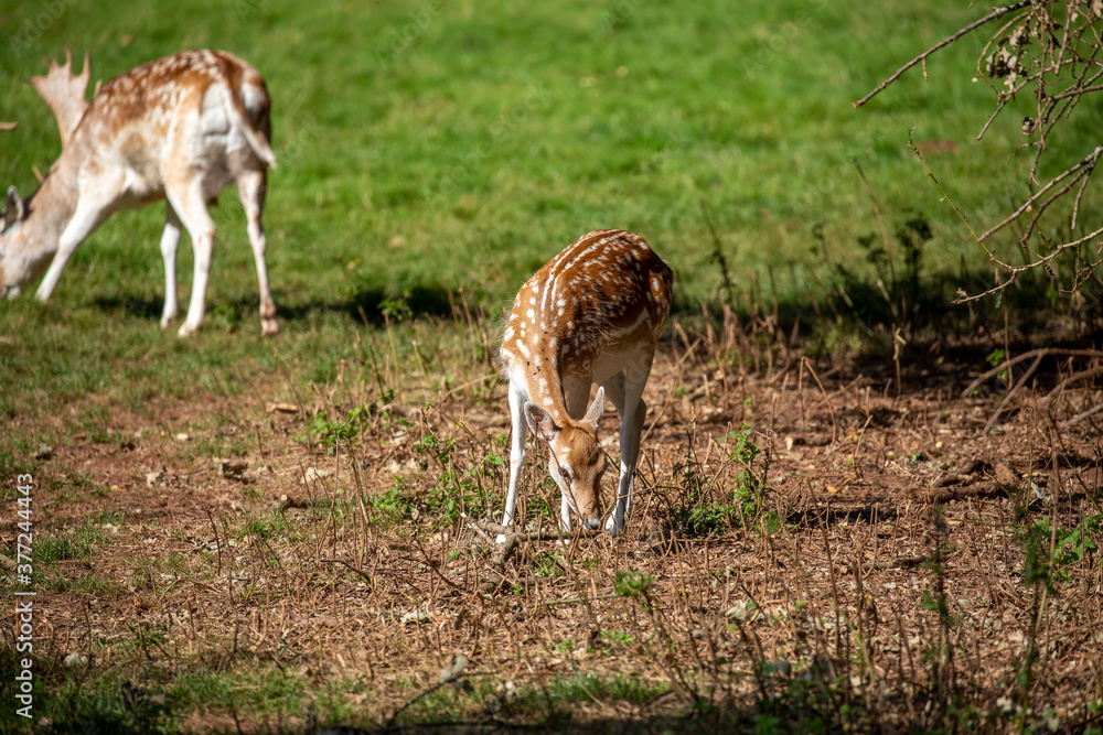 fallow deer, female grazing and looking on short green grass during a sunny day