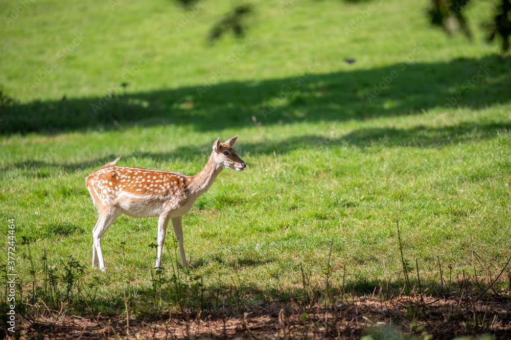fallow deer, female grazing and looking on short green grass during a sunny day