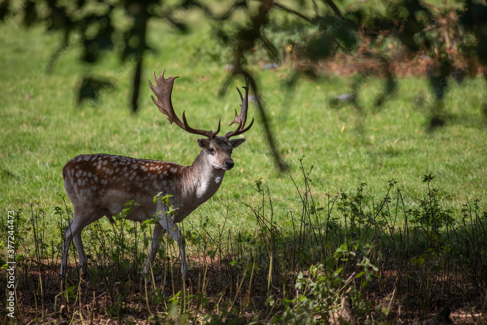 fallow deer, stag in shade of large tree looking around.