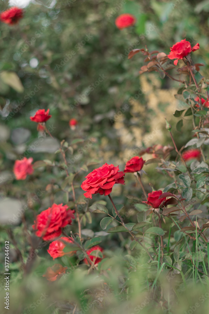 Red roses