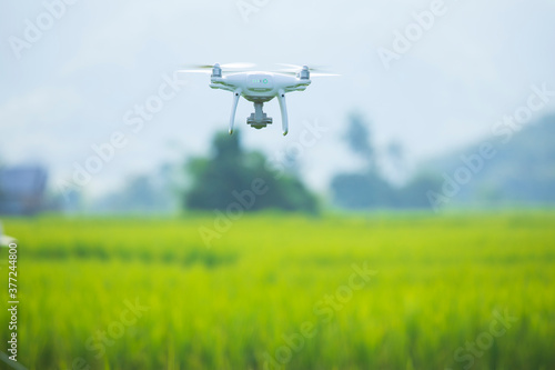 Drones fly over the fields of rice Quadrocopter flies Using drones in agriculture