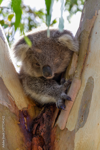 Canvas Print An Australian Koala Bear marsupial in a Eucalyptus tree with an eye infected with Chlamydia which is common amongst the tree dwellers