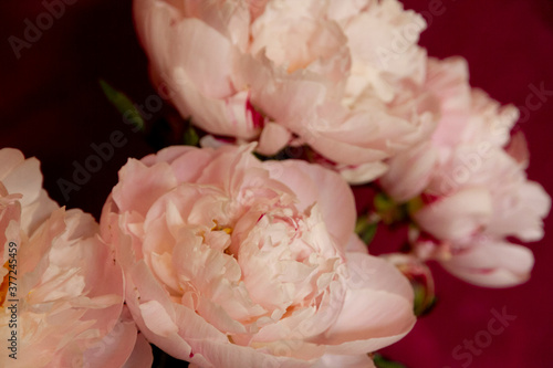 Fototapeta Naklejka Na Ścianę i Meble -  Pink peony rose flowers against a dark background
