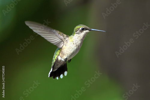 Ruby-Throated Hummingbird