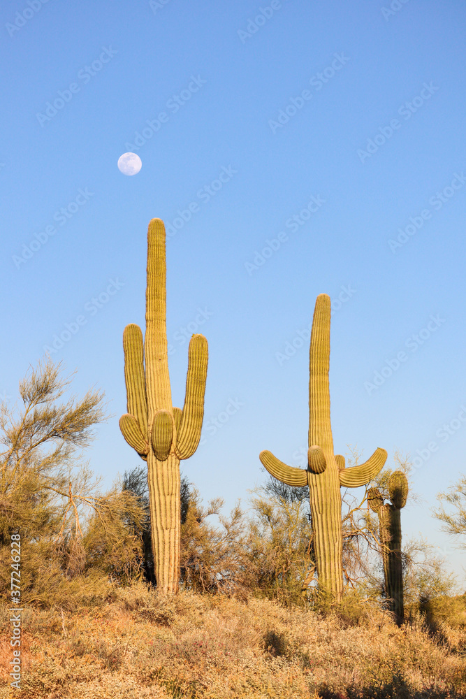 Saguaros Standing With The Moon In Scottsdale Arizona