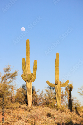 Saguaros Standing With The Moon In Scottsdale Arizona