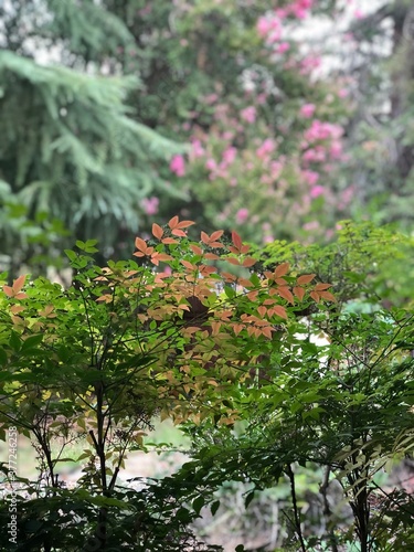 Backyard garden in late summer