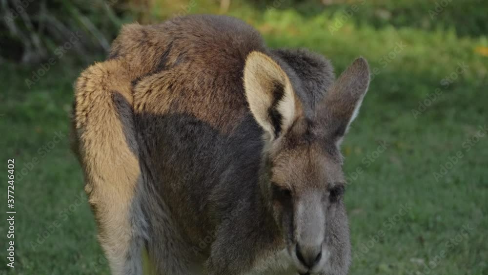 Eastern Grey Kangaroo Feeding And Looking Alert On The Camera - Kangaroo Shaking Head With Ears Pricked - Queensland, Australia. - close up shot Eastern Grey Kangaroo Feeding And Looking Alert On The Camera - Kangaroo Shaking Head With Ears Pricked - Queensland, Australia. - close up shot