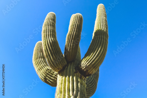 Looking Up A Large Saguaro in the Arizona Desert