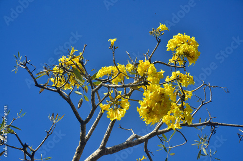 plant with yellow flower