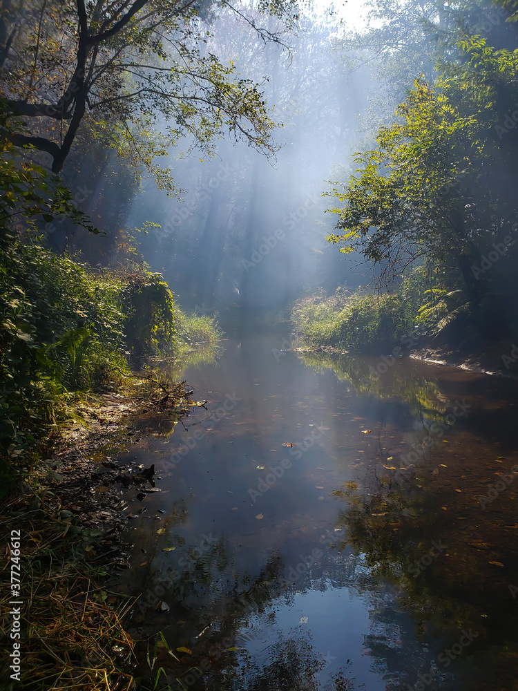 Fototapeta premium morning in the forest