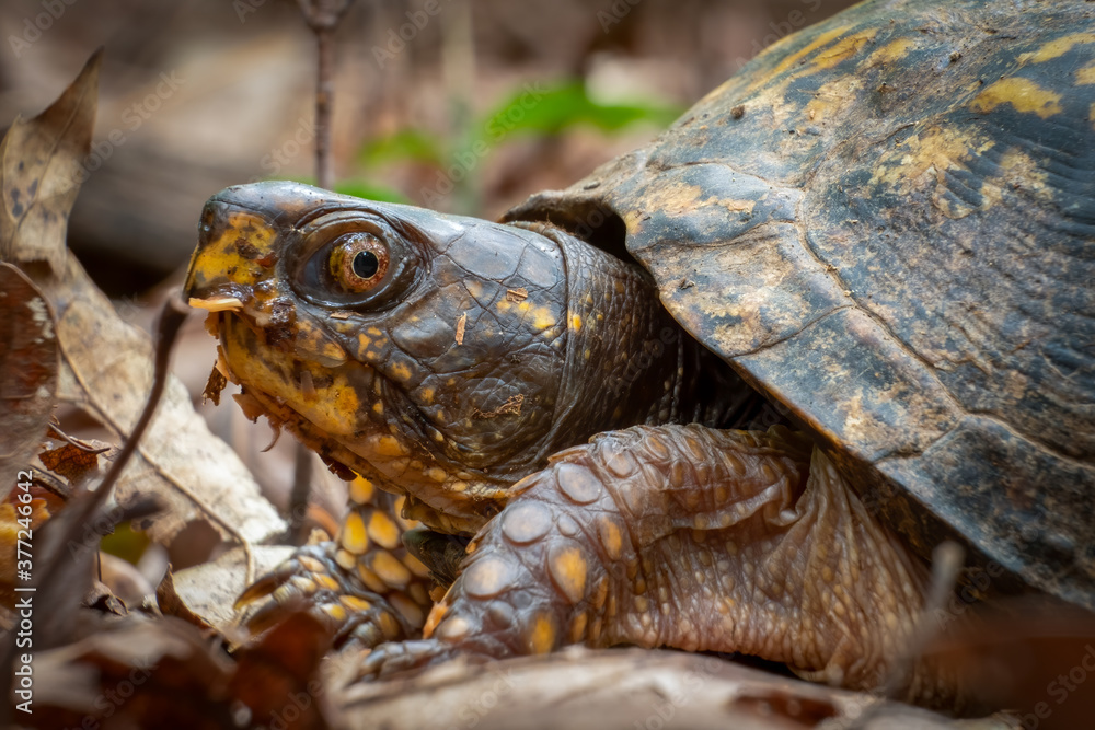 Close up of a female Eastern Box Turtle in the woods. Raleigh, North Carolina. Close up of a female Eastern Box Turtle in the woods. Raleigh, North Carolina.