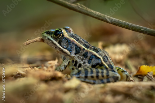 Juvenile Pickerel Frog in the forest in summer. Raleigh, North Carolina.