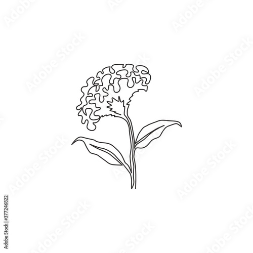 Single continuous line drawing of beauty fresh wool flowers for garden logo. Printable decorative cockscomb flower for home wall decor art poster print. Modern one line draw design vector illustration photo