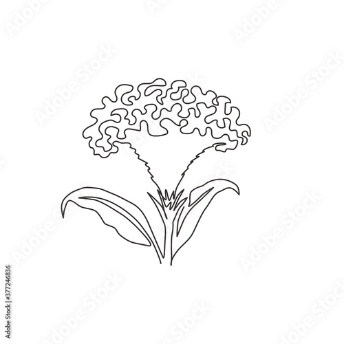 Quadro em tela One continuous line drawing beauty fresh brain celosia for garden logo