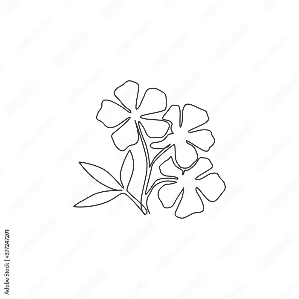 One continuous line drawing beauty fresh catharanthus for home wall decor art poster print Decorative periwinkle flower concept for wedding invitation card. Single line draw design vector illustration One continuous line drawing beauty fresh catharanthus for home wall decor art poster print Decorative periwinkle flower concept for wedding invitation card. Single line draw design vector illustration