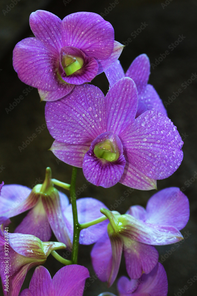 beautiful dendrobium orhchid captured early morning with natural droplets beautiful dendrobium orhchid captured early morning with natural droplets