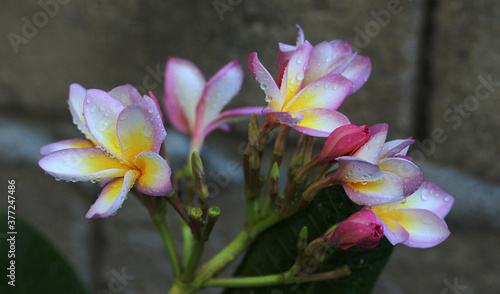 tricolor plumeria captured early morning with natural droplets