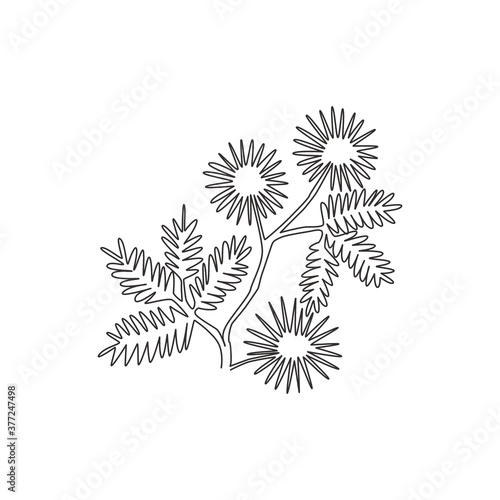 Single continuous line drawing of beauty fresh mimosa pudica for home decor wall art poster print. Decorative touch-me-not flower for invitation card. Modern one line draw design vector illustration
