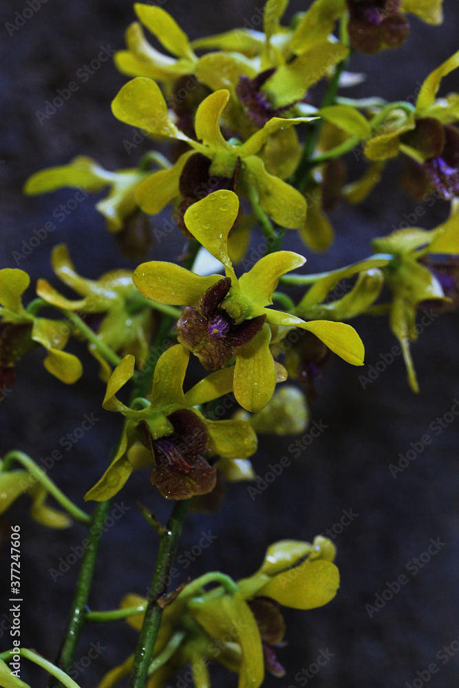 Obraz premium beautiful dendrobium orhchid captured early morning with natural droplets