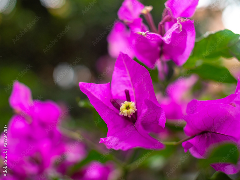 High Trees with Bougainvillea Flowers in Medellin, Antioquia / Colombia High Trees with Bougainvillea Flowers in Medellin, Antioquia / Colombia