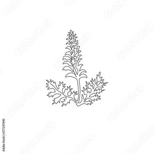 Single continuous line drawing of beauty fresh bear's breeches for garden logo. Decorative acanthus flower concept for floral invitation card frame. Modern one line draw design vector illustration