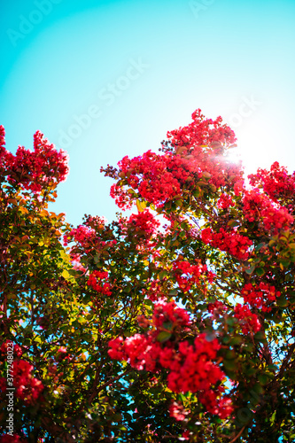 red pink flowers against sky