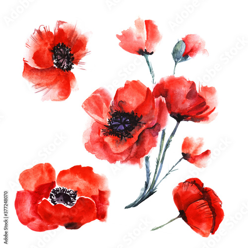 Watercolor image of bright heads of poppies isolated on white background. Pattern of scarlet flowers with black centers. Hand drawn botanical illustration. Wild field plants