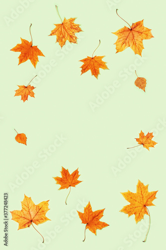 Beautiful yellow autumnal leaves of maple and birch on light green color paper.