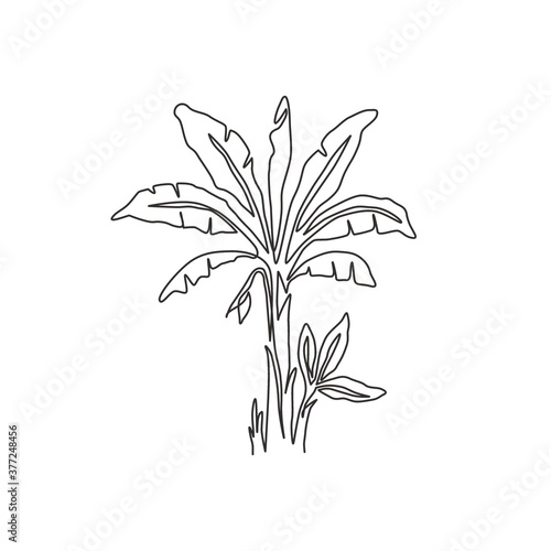 Single continuous line drawing of fresh and exotic banana tree. Decorative banana plant for plantation company. Agriculture cultivation concept. Modern one line draw design vector graphic illustration
