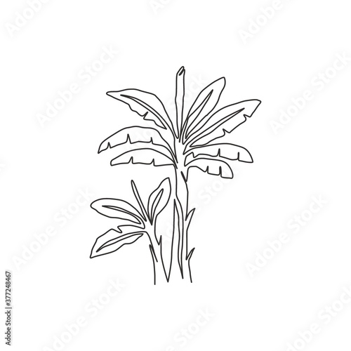 One continuous line drawing of beauty and fresh banana tree. Decorative banana plant concept for plantation company. Agriculture cultivation. Trendy single line draw graphic design vector illustration
