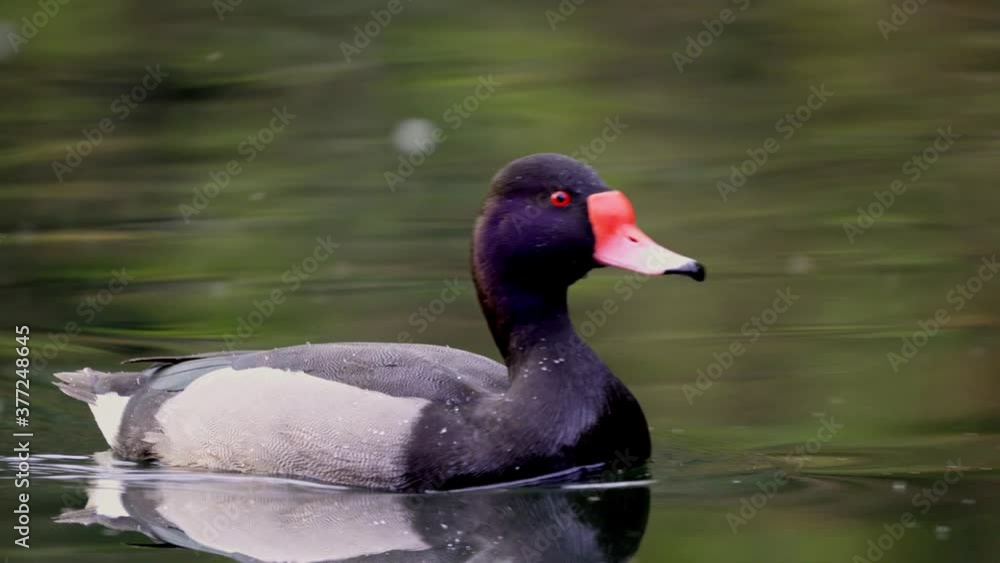 Close up shot following a male Rosy-Billed Pochard swimming on the water Close up shot following a male Rosy-Billed Pochard swimming on the water