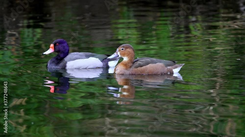 A pair of Rosy-Billed Pochard swimming together on the water photo