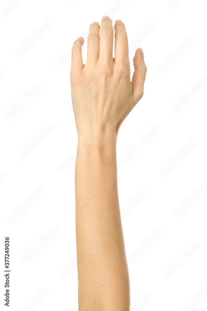 Raised hand voting or reaching. Woman hand gesturing isolated on white Raised hand voting or reaching. Woman hand gesturing isolated on white