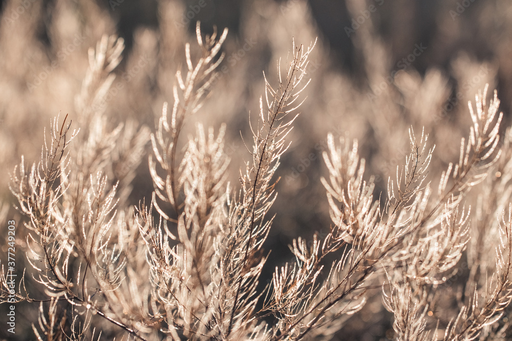 Fototapeta premium Fresh forest of grass in drops of morning dew sparkling in the sunlight