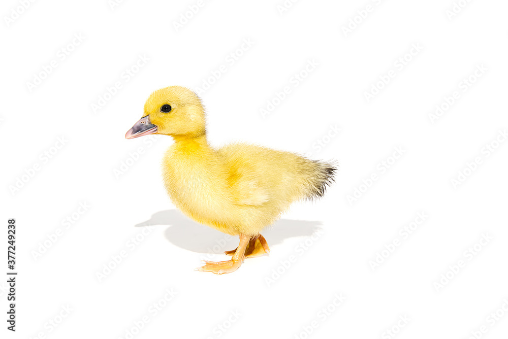 NewBorn little Cute yellow duckling isolated on white. NewBorn little Cute yellow duckling isolated on white.
